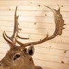 Excellent Fallow Deer Taxidermy Shoulder Mount SW10664