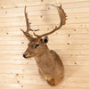 Excellent Fallow Deer Taxidermy Shoulder Mount SW10664