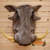african warthog taxidermy shoulder mount for sale
