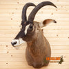 african roan antelope taxidermy shoulder mount for sale