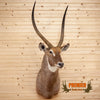 african waterbuck taxidermy shoulder mount for sale