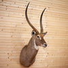 Excellent African Waterbuck Taxidermy Shoulder Mount SW10674