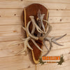 Excellent Whitetail Antler Wall Sconce SW10679