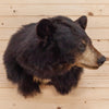 Premier Black Bear Taxidermy Shoulder Mount SW10680