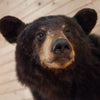 Premier Black Bear Taxidermy Shoulder Mount SW10680