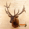 14 point elk taxidermy shoulder mount for sale