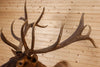Excellent 7X7 Rocky Mountain Elk Taxidermy Mount SW10687