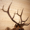 Excellent 6X6 Rocky Mountain Elk Taxidermy Mount SW10689