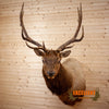 elk taxidermy shoulder mount for sale safariworks decor