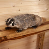 Excellent Badger Lifesize Full Body Taxidermy Mount SW10690