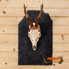 roe deer skull antlers european mount on slate plaque for sale