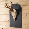 Roe Deer Antler Skull European Mount SW10694