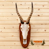 african blesbok skull horns european mount for sale