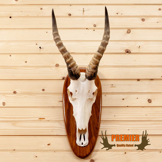african blesbok skull horns european mount for sale