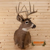 whitetail buck deer taxidermy shoulder mount for sale