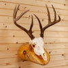 Excellent 8 Point Whitetail Buck Deer Skull & Antlers European Log Mount SW10708