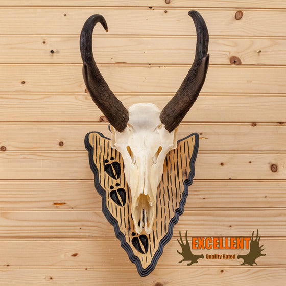 pronghorn antelope european mount skull horns for sale