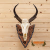 pronghorn antelope european mount skull horns for sale