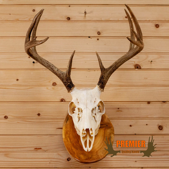 whitetail buck deer skull antlers european log mount for sale