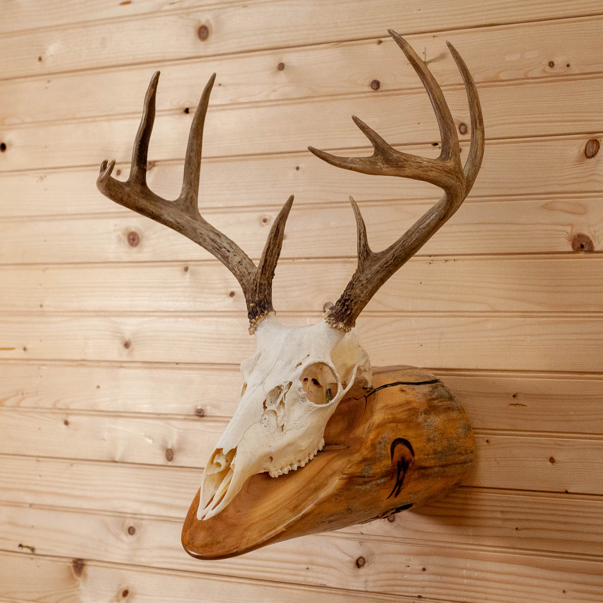 deer skull with antlers