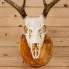 Premier 4X5 9 Point Whitetail Buck Deer Skull & Antlers European Log Mount SW10720
