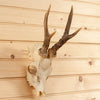 Excellent 4 Point Roe Deer Skull with Antlers SW10730