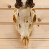 Excellent 2 Point Roe Deer Skull with Antlers SW10731