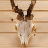 Excellent 6 Point Roe Deer Skull with Antlers SW10733