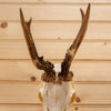 Excellent 6 Point Roe Deer Skull with Antlers SW10733