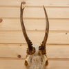 Excellent 4 Point Roe Deer Skull with Antlers SW10734