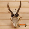 roe deer skull with antlers for sale
