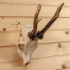 Excellent 4 Point Roe Deer Skull with Antlers SW10735