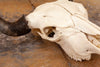 Excellent Bison Skull SW10737