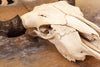 Excellent Bison Skull SW10738