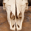 Excellent Bison Skull SW10739