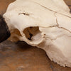 Excellent Bison Skull SW10739