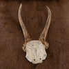 Nice 3 Point Roe Deer Skull Cap with Antlers SW10745