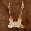 roe deer skull cap with antlers for sale