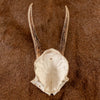 Excellent 4 Point Roe Deer Skull Cap with Antlers SW10747