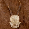 Excellent 2 Point Roe Deer Skull Cap with Antlers SW10748
