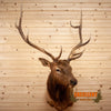 elk taxidermy shoulder mount for sale safariworks decor