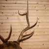 Excellent 5X5 Rocky Mountain Elk Taxidermy Mount SW10750