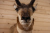 Excellent Pronghorn Antelope Taxidermy Shoulder Mount SW10756