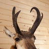 Excellent Pronghorn Antelope Taxidermy Shoulder Mount SW10756