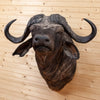 Excellent African Cape Buffalo Taxidermy Shoulder Mount SW10759