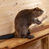 Premier Beaver Full Body Taxidermy Mount - SW10765