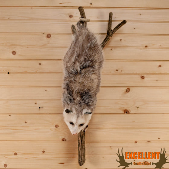 opossum on a branch full body taxidermy mount for sale