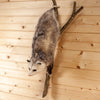 Excellent Opossum on Branch Full Body Taxidermy Mount SW10805