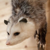 Excellent Opossum on Branch Full Body Taxidermy Mount SW10805