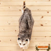 opossum on a branch full body taxidermy mount for sale